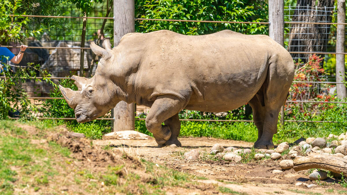 El rinoceronte J. Gregory deambula por su recinto en el Sacramento Zoo, en Land Park, el lunes 6 de mayo de 2024.
