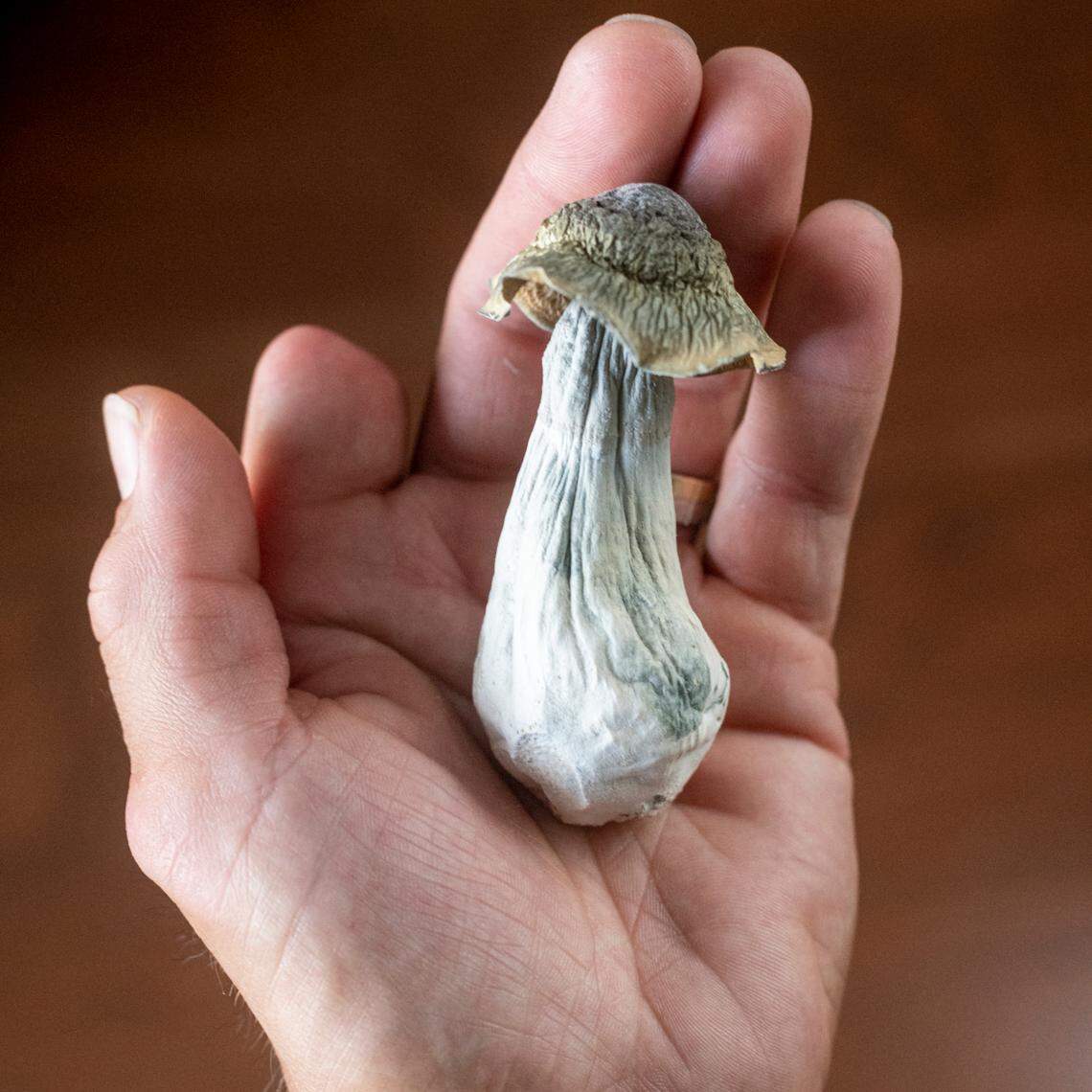 Army vet Jose Martinez holds a psilocybin mushroom that he uses to ease pain and discomfort. Martinez lost three limbs in combat while serving in Afghanistan.
