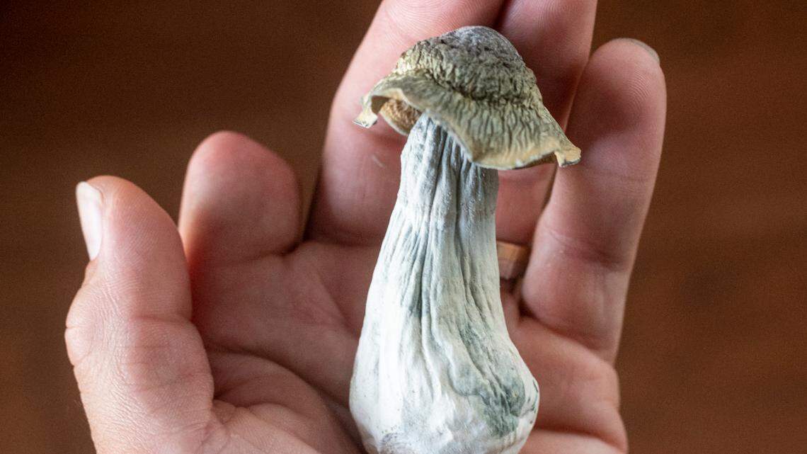 Army veteran Jose Martinez of Apple Valley, Calif., holds a psilocybin mushroom that he uses to ease pain and discomfort in 2022. Martinez lost three limbs in combat while serving in Afghanistan.
