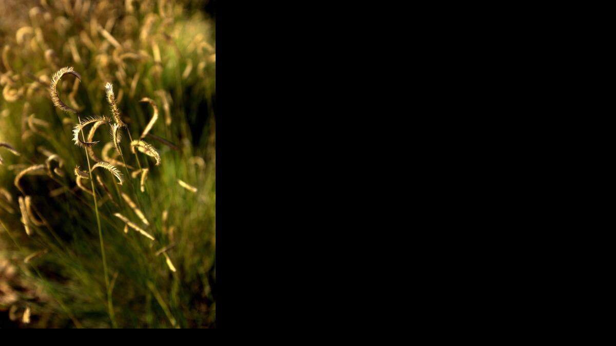 Blue grama grass Bouteloua gracilis Size:1 to 3 feet. Bloom season: Summer and fall. Pruning needs:  Mow once in late fall or winter. Exposure:  Full sun to partial shade. Water needs: Once established, water deeply every two weeks. Snapshot:  Tired of the same old lawn? Blue grama grass is a California native gaining in popularity for its easy care and drought tolerance. The flower stalks start green and age to tan while staying tidy and upright – even when dormant. And this grass only needs mowing once a year. And instead of twice-a-week watering, it thrives with deep irrigation every other week. Particularly popular is the hybrid variety named “Blonde Ambition.” You can see specimens in the Mary Wattis Brown Garden of California native plants on the UC Davis campus.