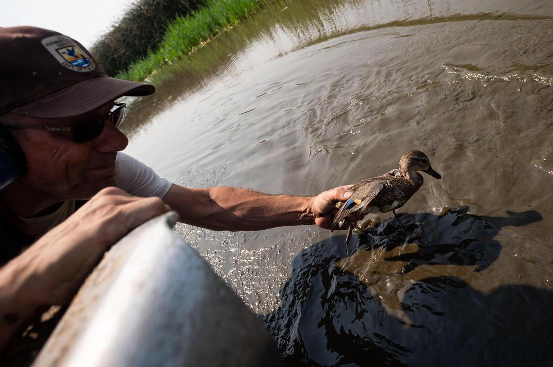 U.S. Fish and Wildlife Service supervisory park ranger John Fitzroy reaches over the side of an airboat to rescue a botulism-sickened bird at Tule Lake National Wildlife Refuge’s Sump 1A in early September. Biologists took the surviving birds to wildlife rehabilitators who tried to nurse them back to health.