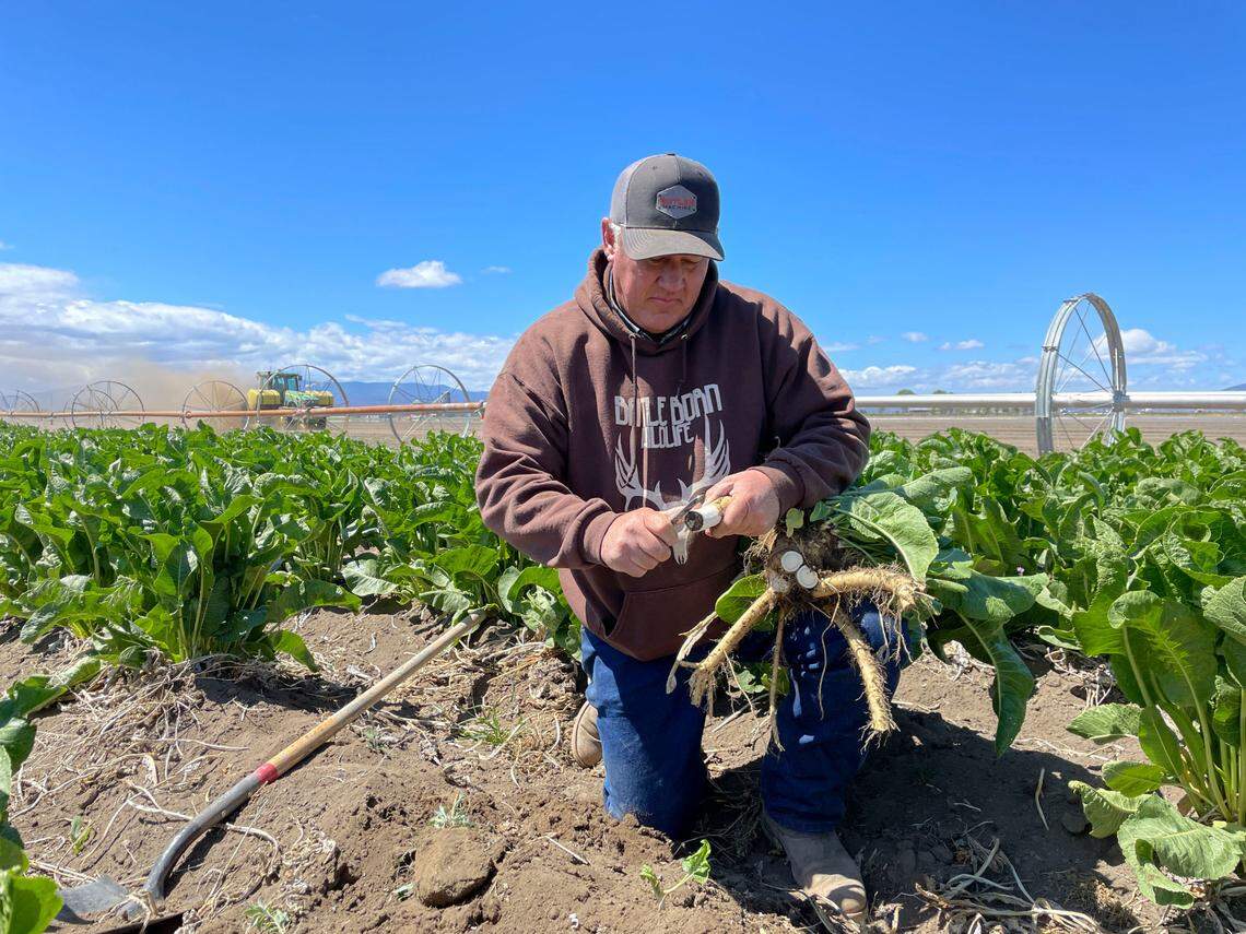 Klamath Basin farmer Scott Seus samples a piece of his horseradish crop last week. Seus is among the hundreds of farmers whose water supply has been cut off from the Klamath Project as a crippling drought has hit the Klamath Basin along the Oregon-California border.