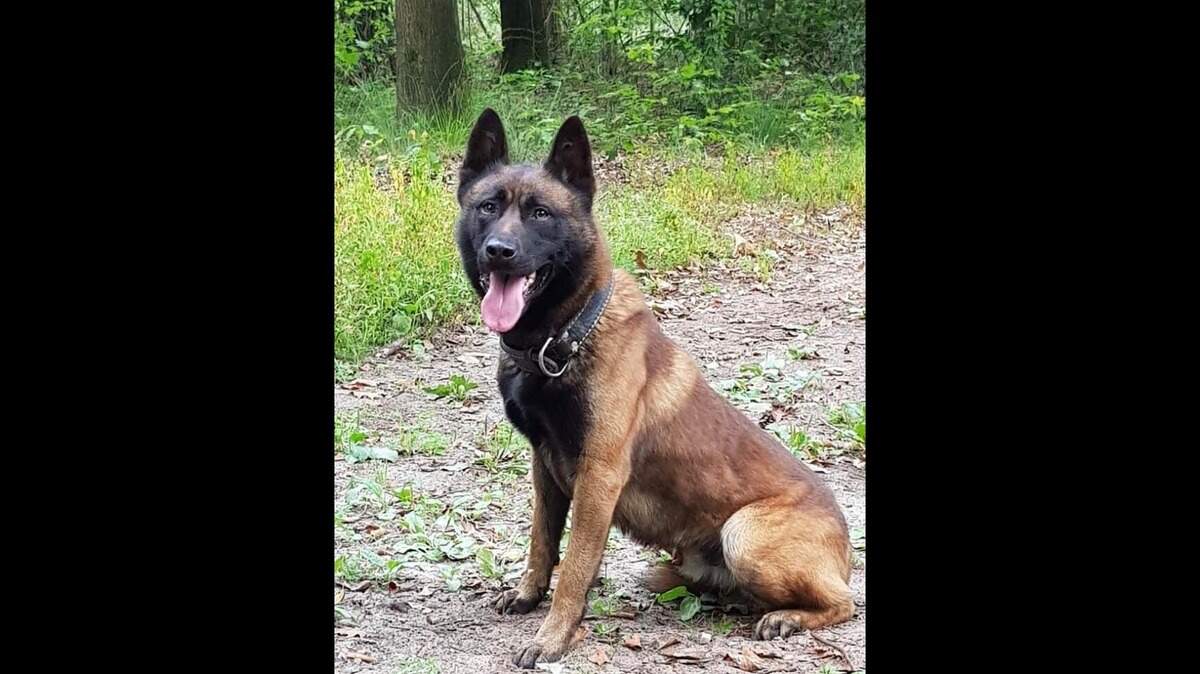 The Placer County Sheriff’s Office has asked the community to help name its incoming K-9 trainee, a 2-year-old Belgian Malinois.