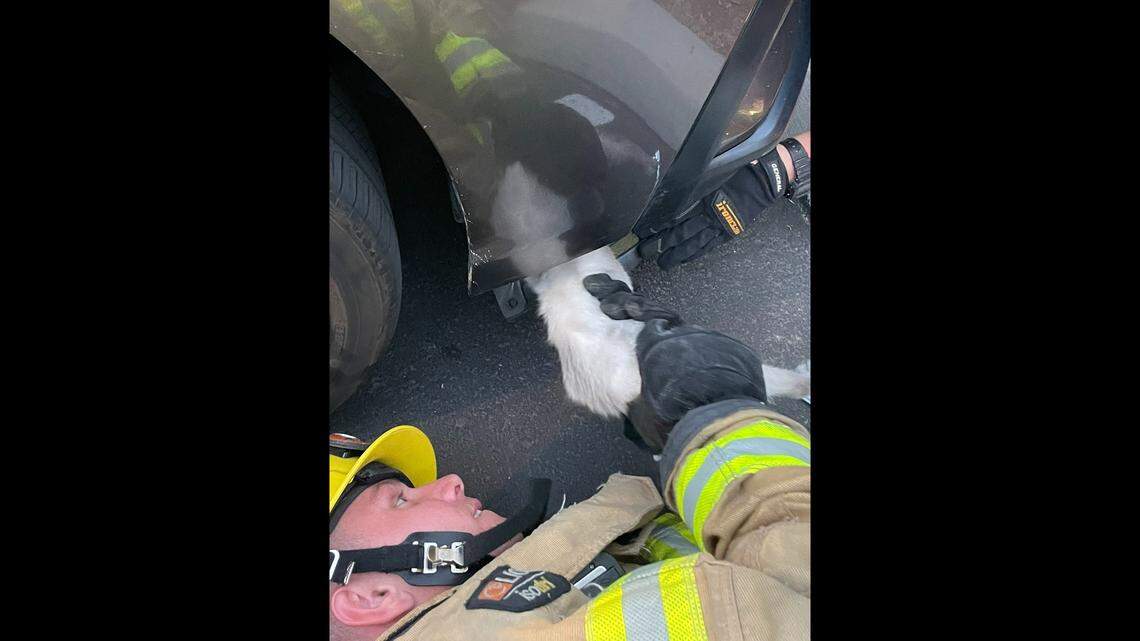Firefighters pulled a kitten from under a car when a milk saucer just wasn’t enough to temp the kitten.