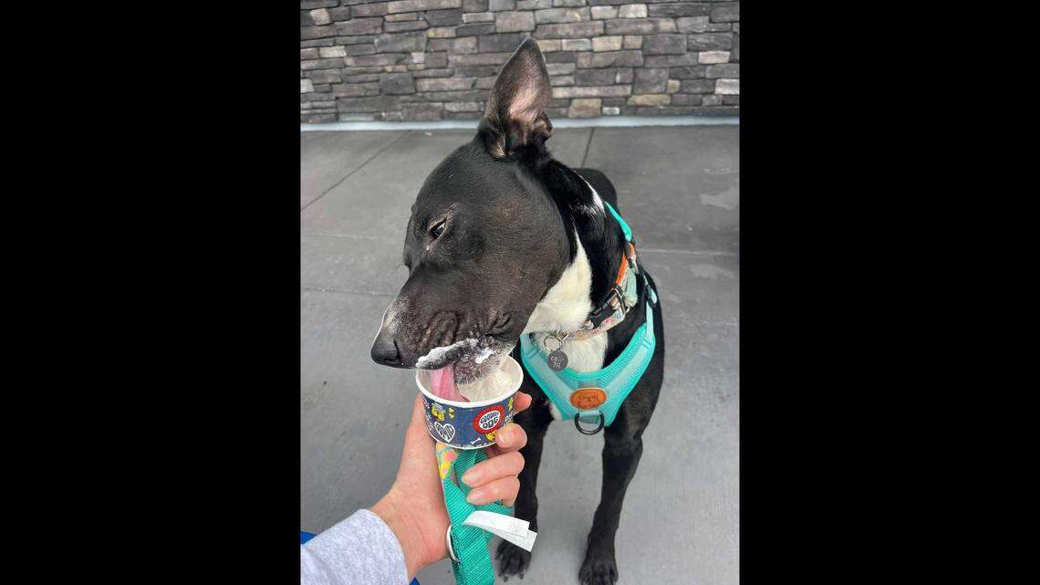 Joey, a dog from Sacramento County’s Bradshaw Animal Shelter, enjoying a pup cup from Dutch Bros. Joey is a part of Bradshaw’s Barks and Recreation program, where residents can take dogs out to explore for a day.