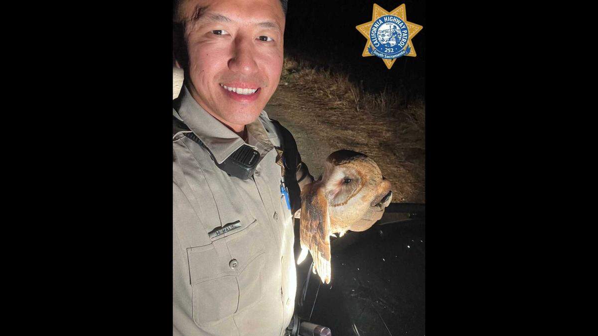 California Highway Patrol Officer Matthew Hang rescued an injured owl Thursday night stranded on roads in south Sacramento County.