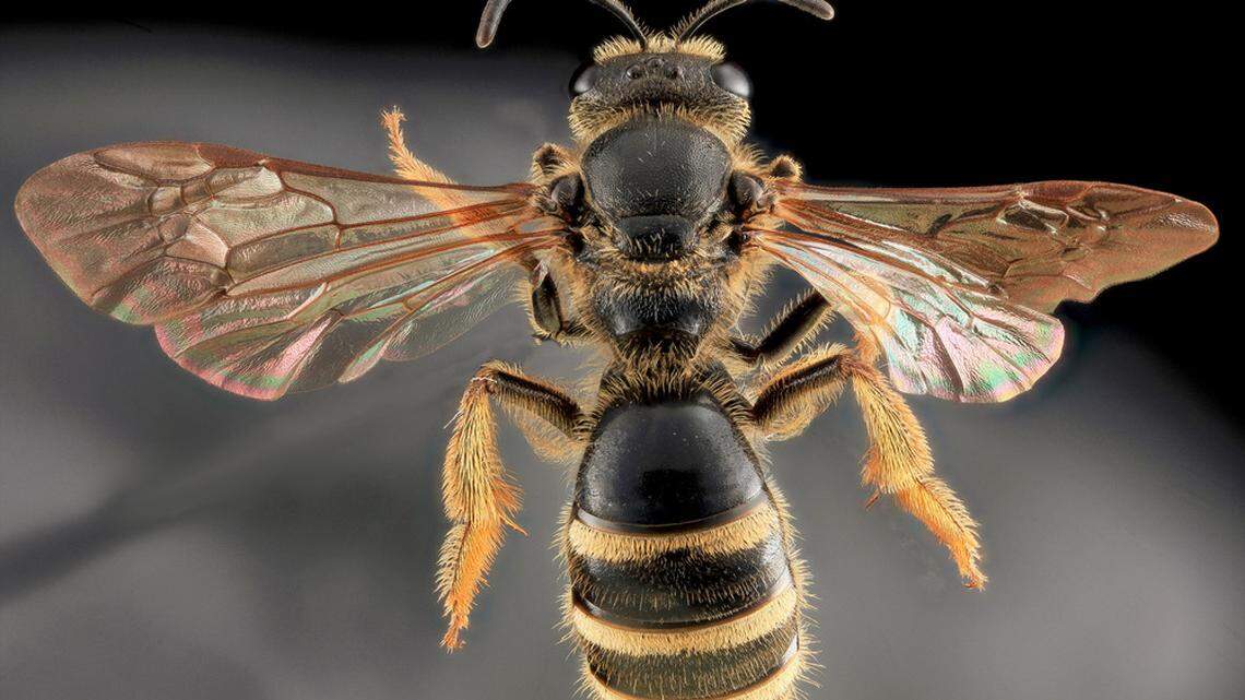 A hiker was stung by bees on an Arizona trail, officials said.