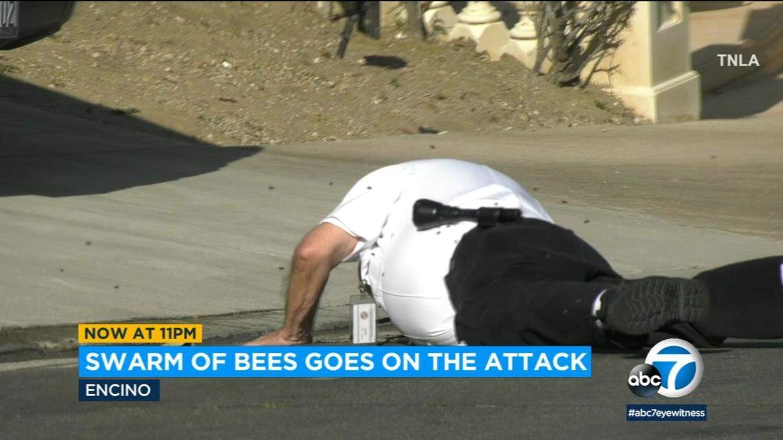 A massive swarm of bees in Encino sent two people to a hospital, California authorities say.