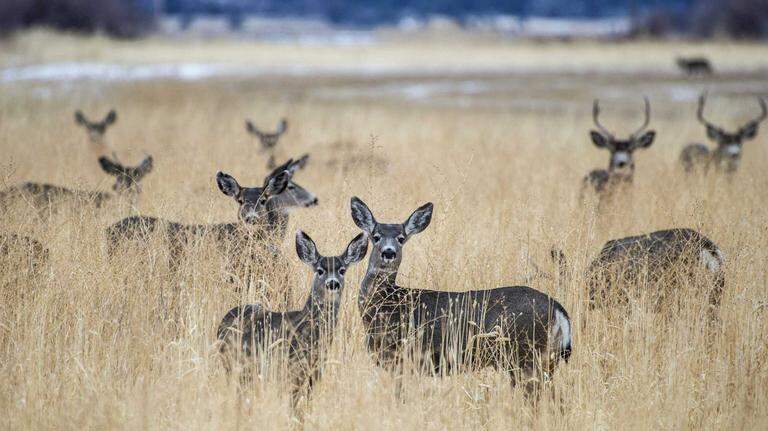 This deadly disease that kills deer and elk has been detected in California for the first time