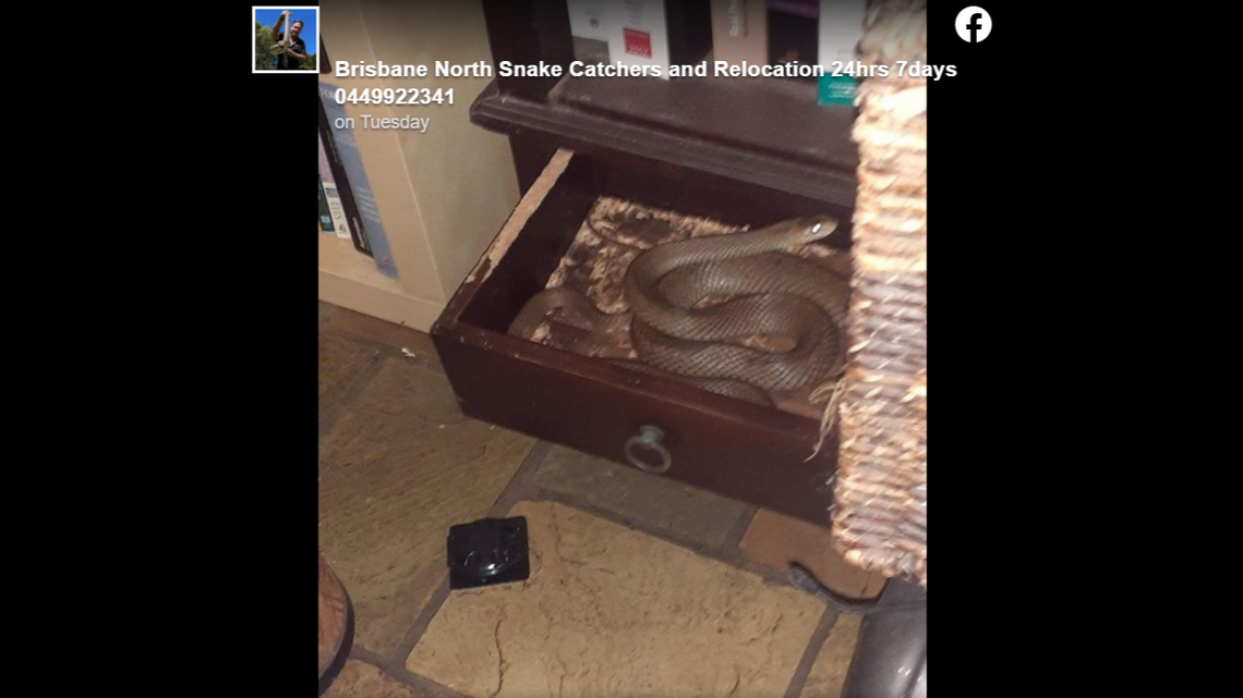 An Australian woman cleaning out a cupboard yanked open a drawer to find one of the world’s most venomous species of snake, a 5-foot eastern brown snake.