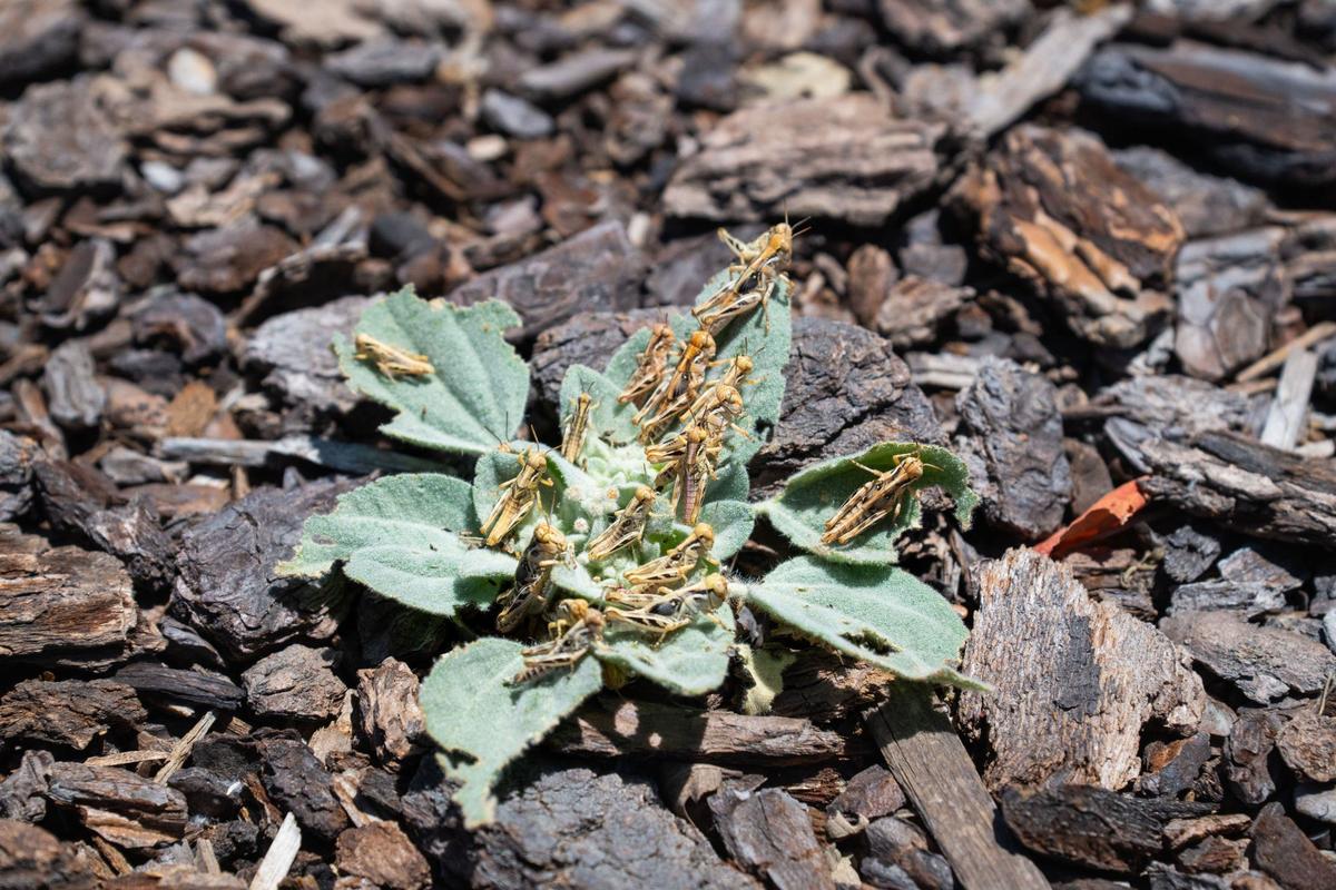 More than a dozen grasshoppers sit on a plant on Friday near Laurel T. Stizzo Park in Roseville. These grasshoppers are general feeders and consume a wide array of young green plants, but they dislike tomatoes and squash, according to Placer County officials.
