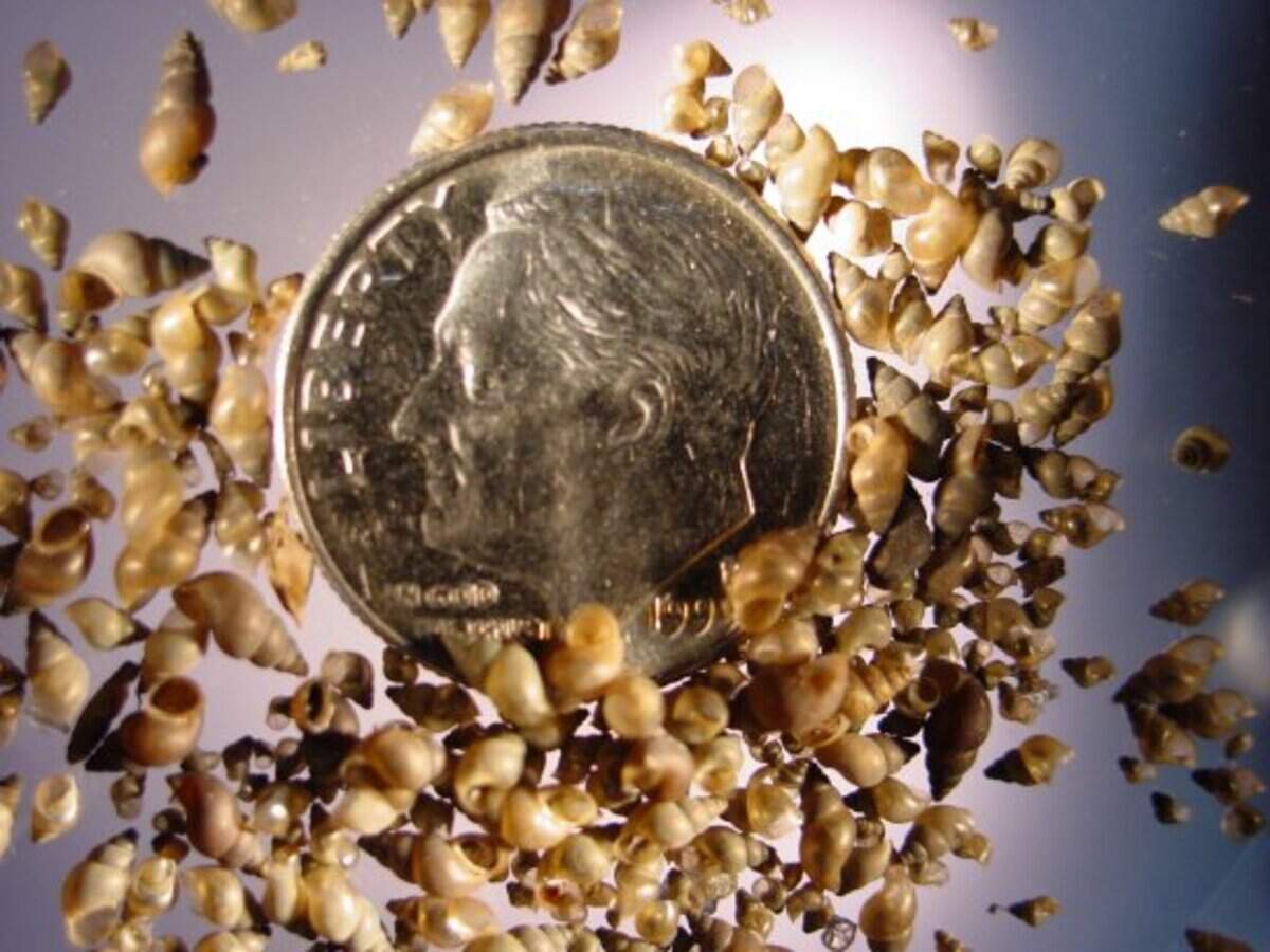 Invasive New Zealand mudsnails are notoriously difficult to detect due to their size, shown with a U.S. dime coin.