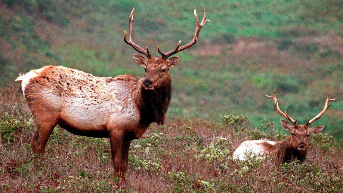 An Oregon couple fired dozens of shots into a fleeing elk herd, leaving five of the animals to rot, according to officials. (AP Photo/Eric Risberg, File)