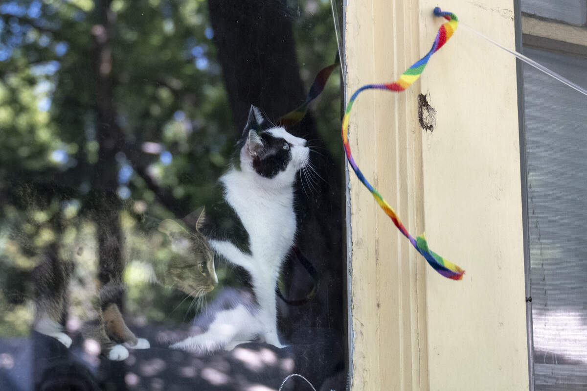 Cats Ursa and Baby watch a toy from the window of a house on 18th Street during the NorCal Resist Cat Tour in Sacramento on Sunday, June 7, 2026.