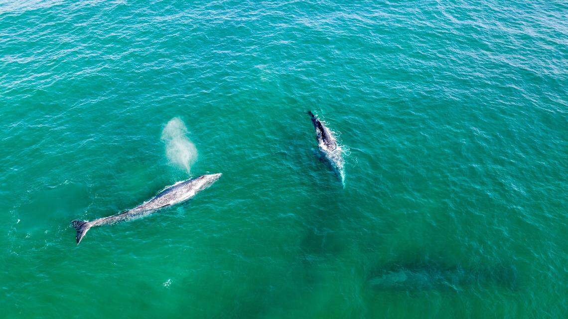 A baby gray whale, like these seen in Baja Mexico, washed ashore on a California beach, officials say.
