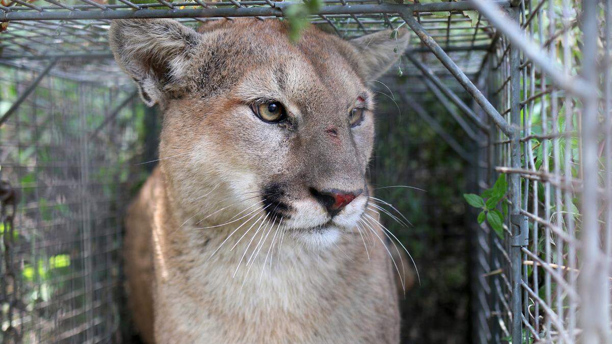 Timothy Kerrisk filmed a mountain lion watching children play and riding bikes in Pacifica, CA. Many animals have been forced out of their habitats by wildfires, according to the Puma Project.
