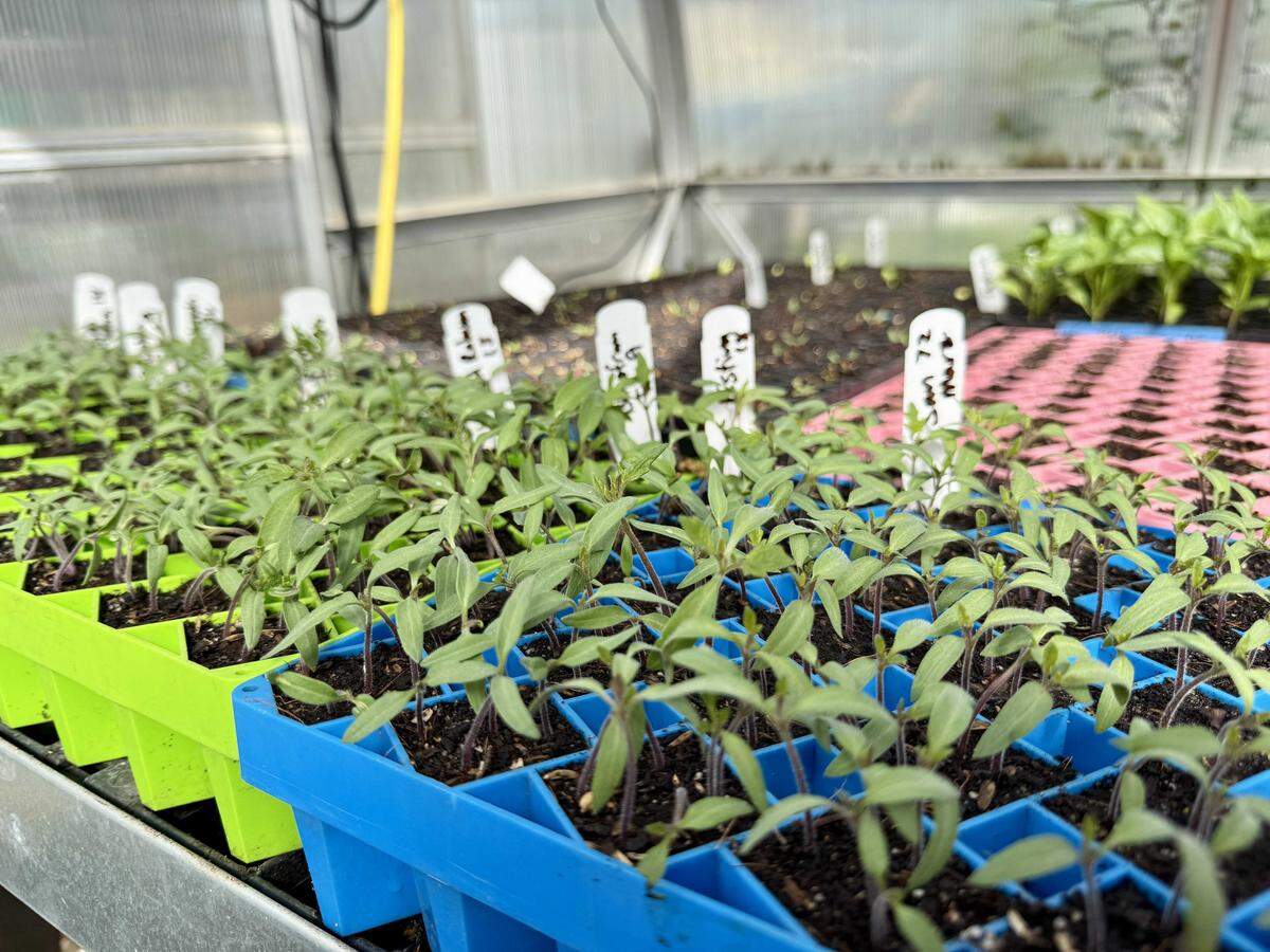 Starts for tomatoes and peppers are prepared for sale at Root 64 in Tallac Village. 