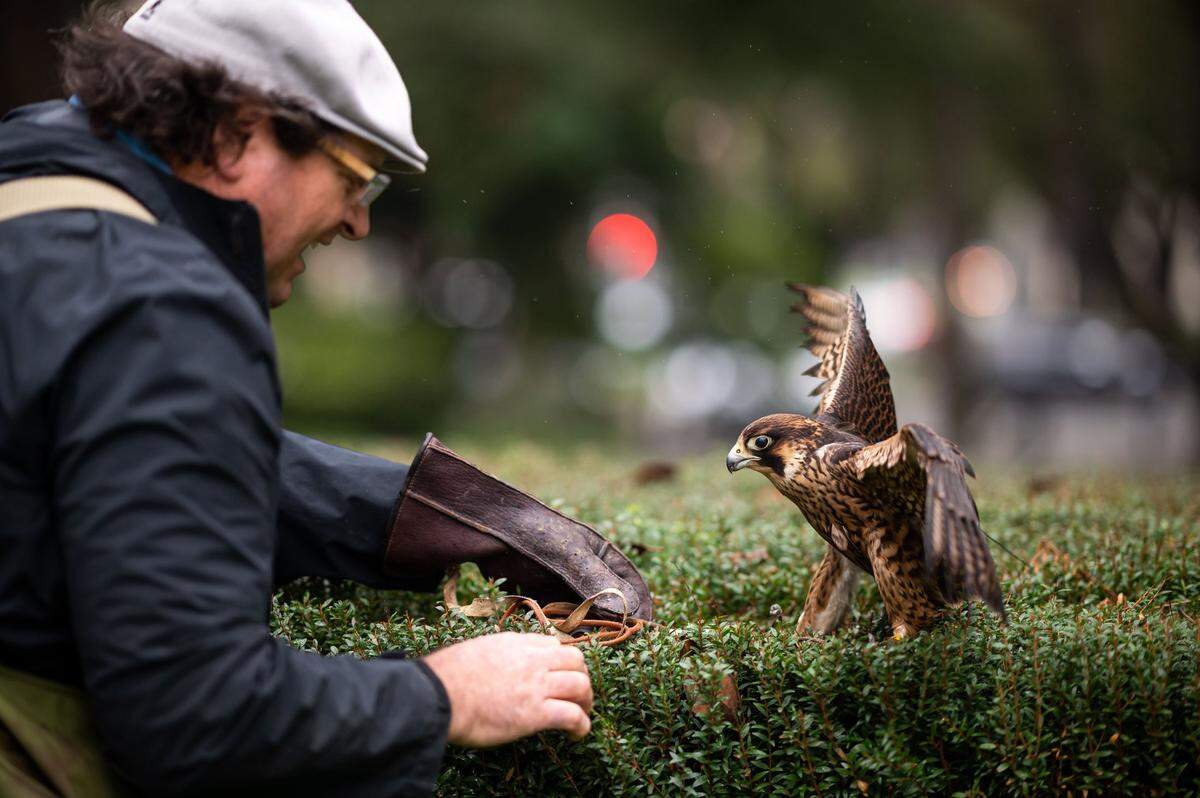 Hans, a California peregrine falcon, is placed on bushes in Capitol Park by falconer Karl Kerster. Hans is a first-year male, Kerster said, who will develop blue in his coloring as he grows older.