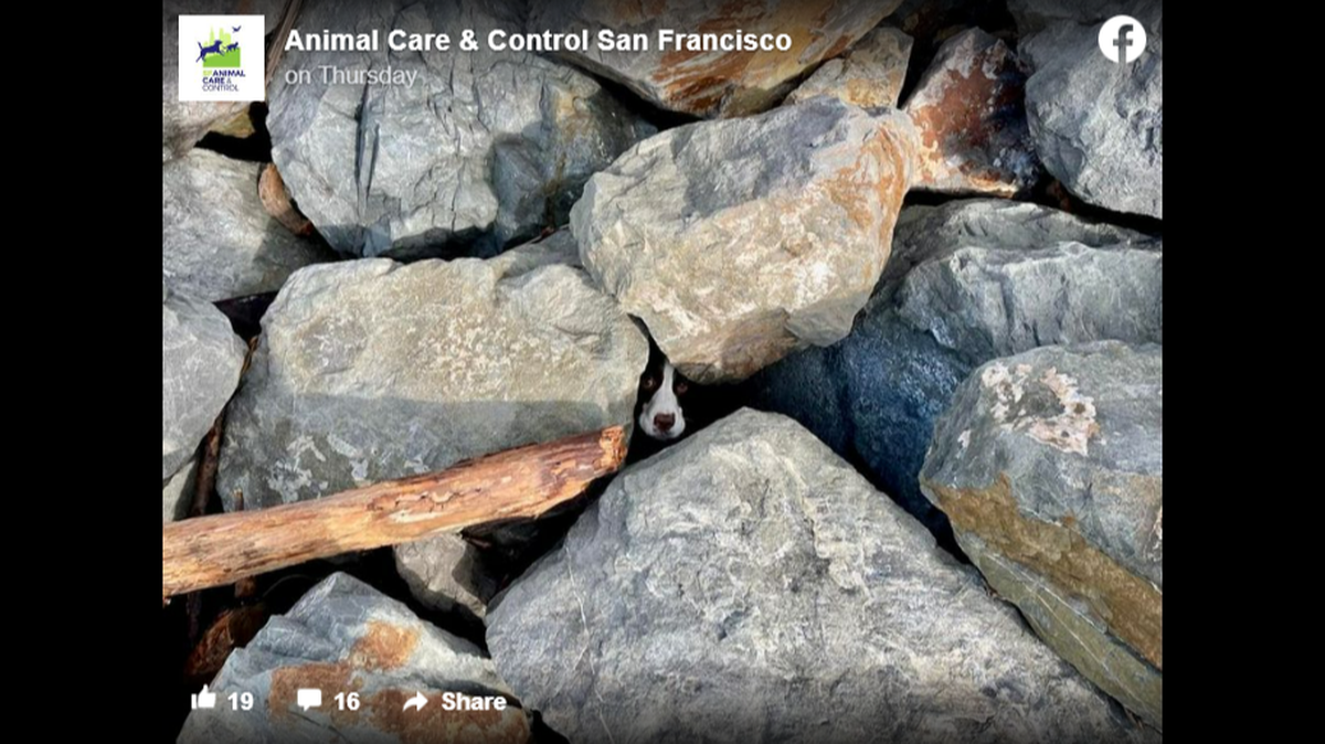 A dog was rescued after becoming trapped under large rocks on a California beach, according to an animal shelter.