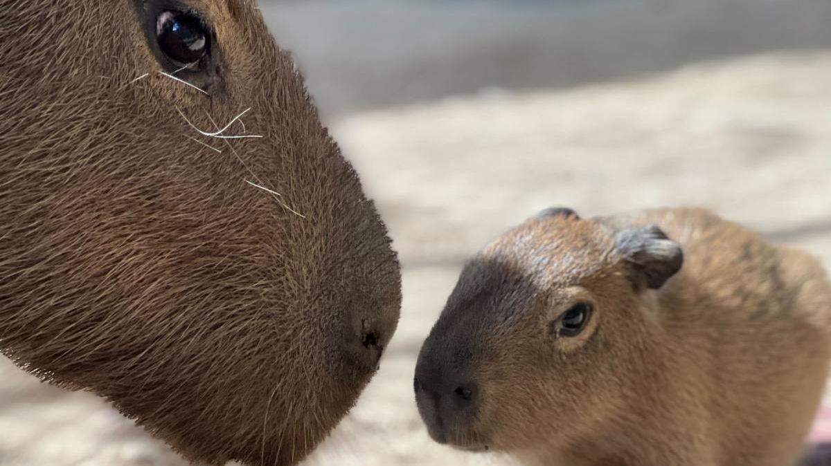 The Sacramento Zoo recently named its new baby capybara Donatello, or Donnie for short.