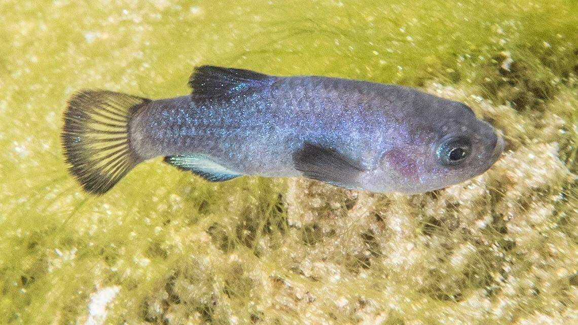 National Park Service biologists counted the most Devils Hole pupfish they’ve seen in nearly two decades. They’re some of the rarest fish in the world, and they’re thriving despite a recent “desert tsunami” that wiped out some of the underwater flora they depend on to survive.