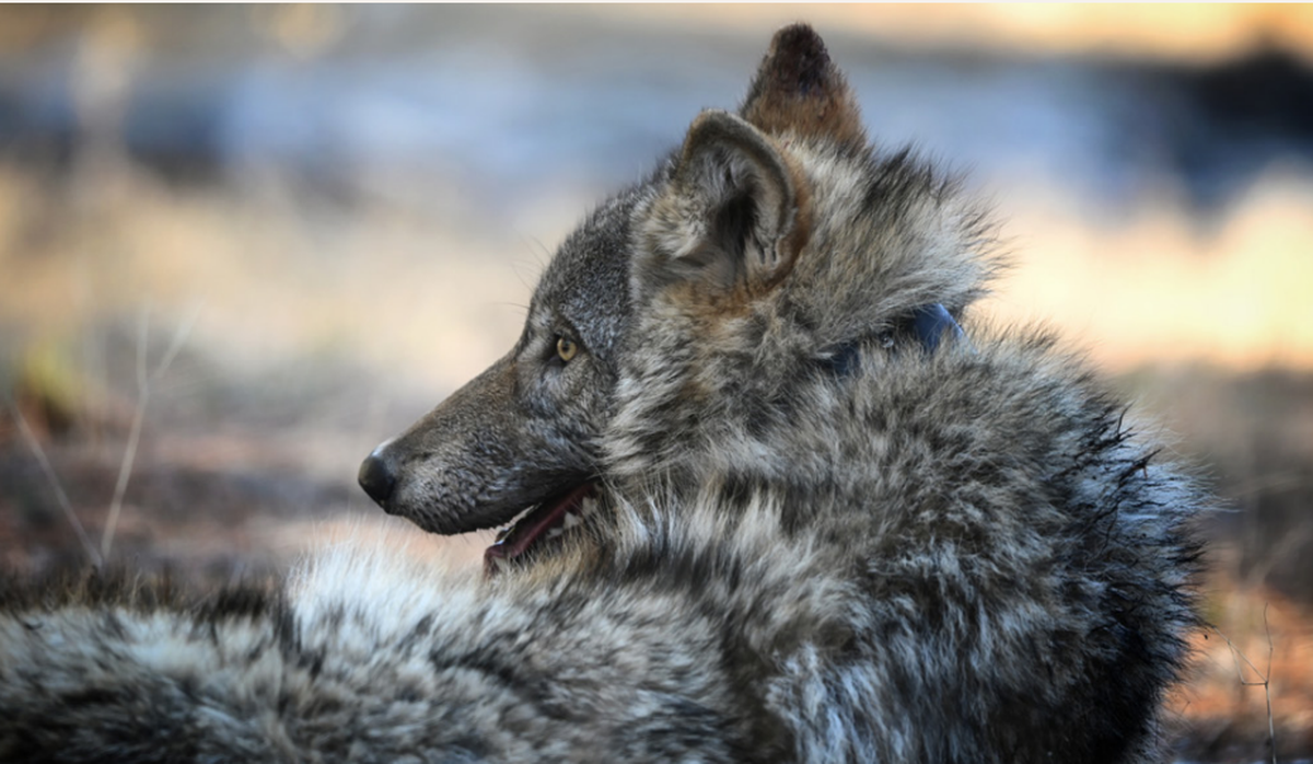 A member of the Whaleback wolf pack in Siskiyou County. California’s wolf population increased 10% in 2025 compared to the year before.