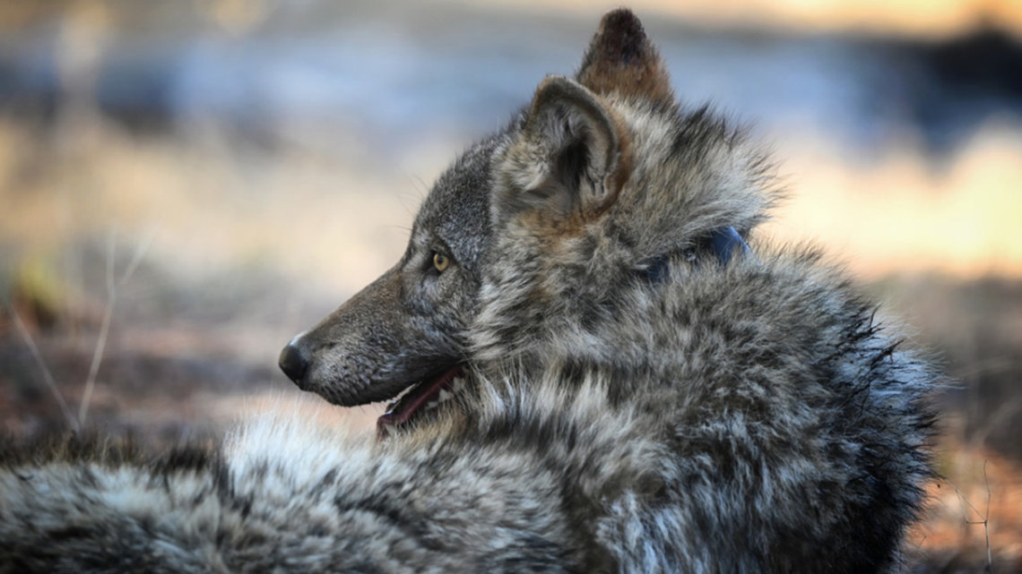 California wolf numbers rose in 2025, wildlife officials say, but breeding pairs fell
