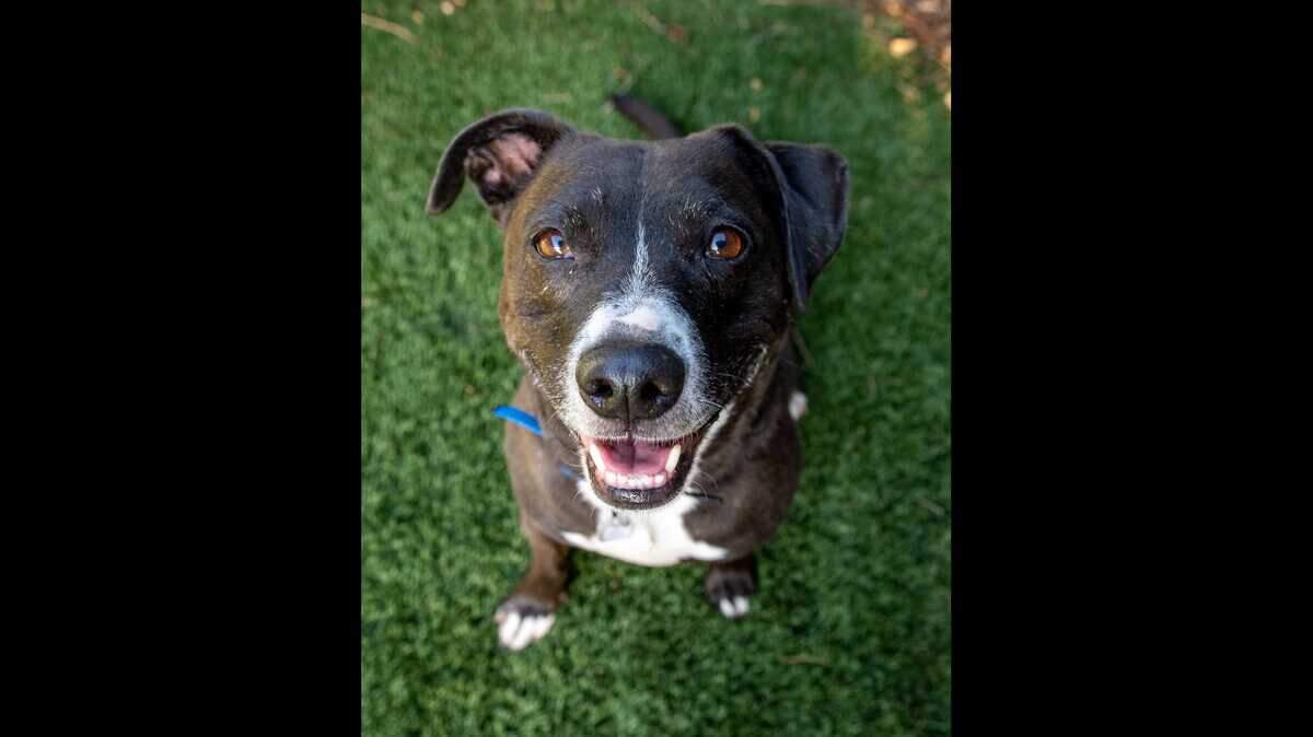 Loki is available for adoption at the Sacramento County SPCA