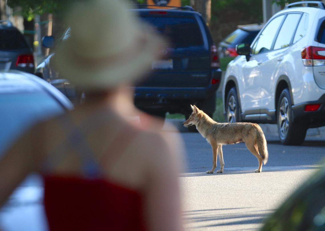 Woman watches a coyote in midtown Sacramento in May 2020.