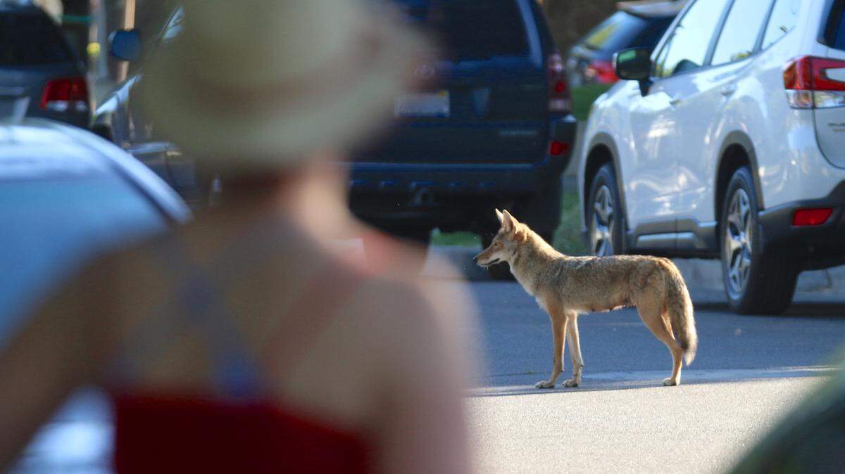 A coyote seen in midtown Sacramento in 2020.