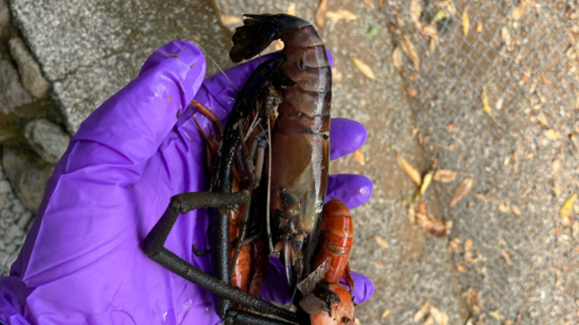 Hawaii officials say they received an anonymous tip in July that someone poured liquid ant poison into Paheehee Stream, killing thousands of prawn.