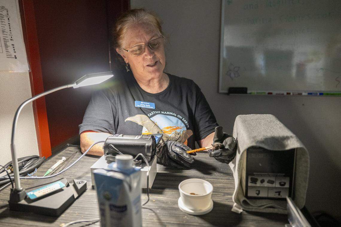 Corky Quirk, the Yolo Basin Foundation’s bat program coordinator, holds a Mexican free-tailed bat while pointing out its anatomy and adaptations in the presentation room in Davis on Monday. The demonstration helps participants better understand the species before watching the bats fly out from the Yolo Causeway.