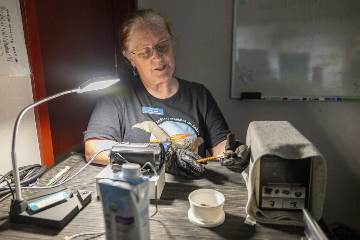 Corky Quirk, the Yolo Basin Foundation’s bat program coordinator, holds a Mexican free-tailed bat while pointing out its anatomy and adaptations in the presentation room in Davis on Monday. The demonstration helps participants better understand the species before watching the bats fly out from the Yolo Causeway.