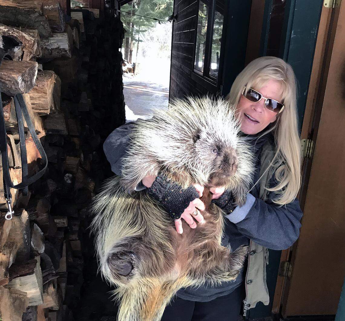 Ann Bryant, executive director of the Bear League, holds her porcupine Maude at her home in Homewood.