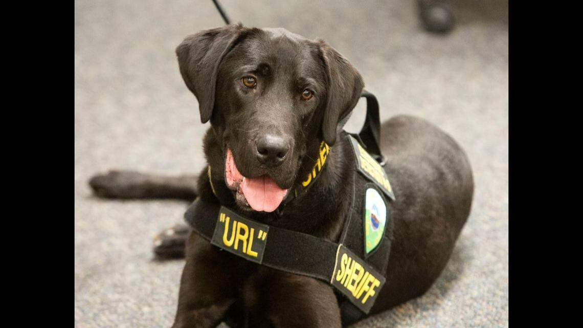 A “porn-sniffing dog” named URL died after years of busting crime in Utah, officials said.