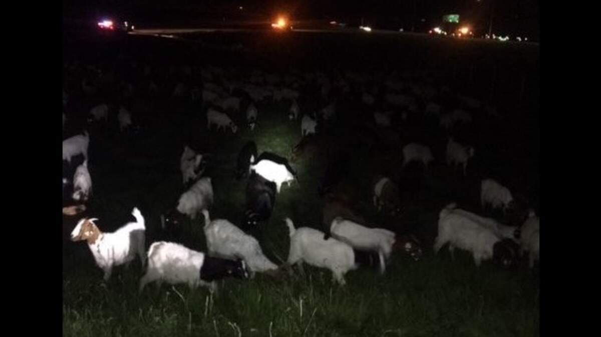 Several dozen goats wandered onto Highway 65 in Lincoln on Tuesday night, and some were struck by traffic and killed, police said.