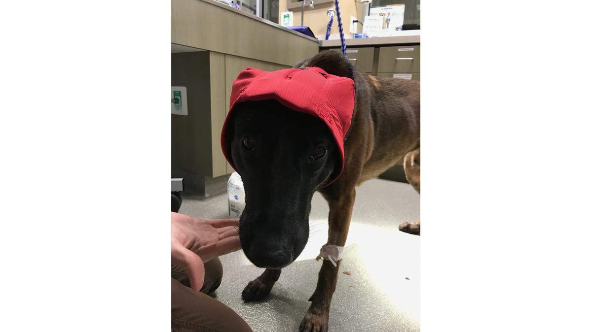A Yuba County Sheriff's Department K-9 officer named Glock is in stable condition after being shot in the neck by a man later killed by officers at the end of a pursuit across Yuba County.