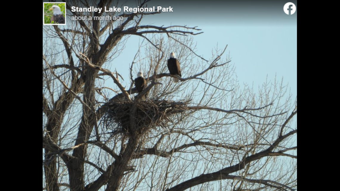 Bald eagles Mom and Dad lost their eaglet April 4, two days after it hatched, park officials said.