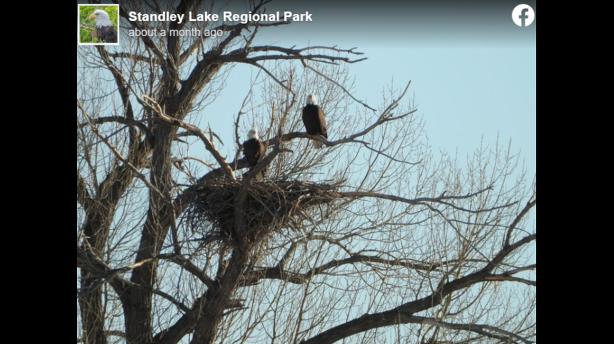 Bald eagles Mom and Dad lost their eaglet April 4, two days after it hatched, park officials said.