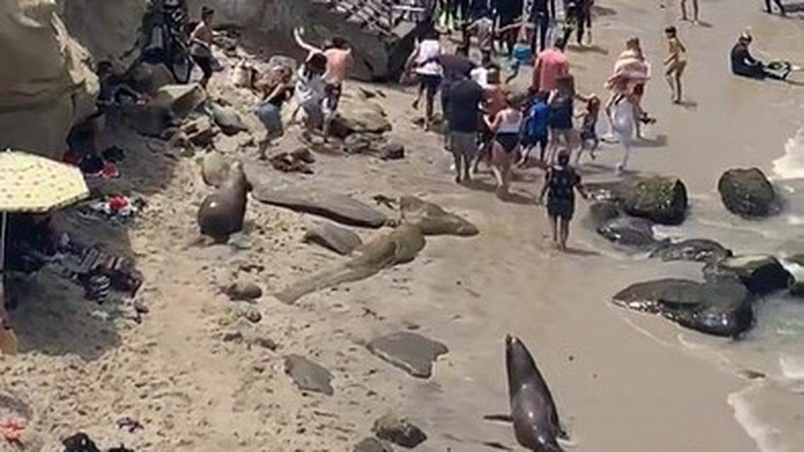 Sea lions dozing on a La Jolla beach chase away California beachgoers after one gets too close trying to get photos in a viral TikTok video.