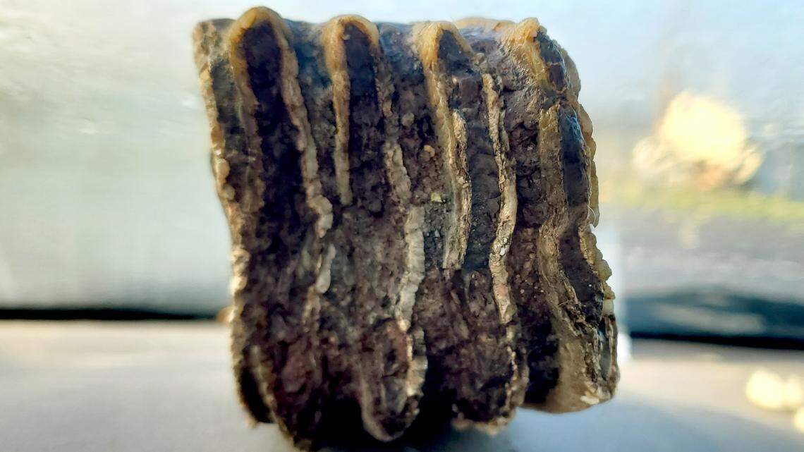 Archaeologist Patrick O’Grady was able to identify Jeremiah Longbrake’s find as a mammoth tooth fragment based on its distinct features.