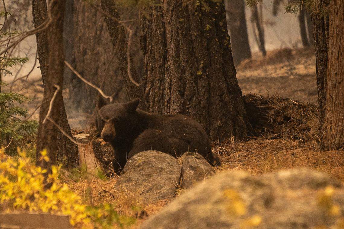 An injured bear with burned paws sits under trees near a home in Meyers during the Caldor Fire evacuation in August.