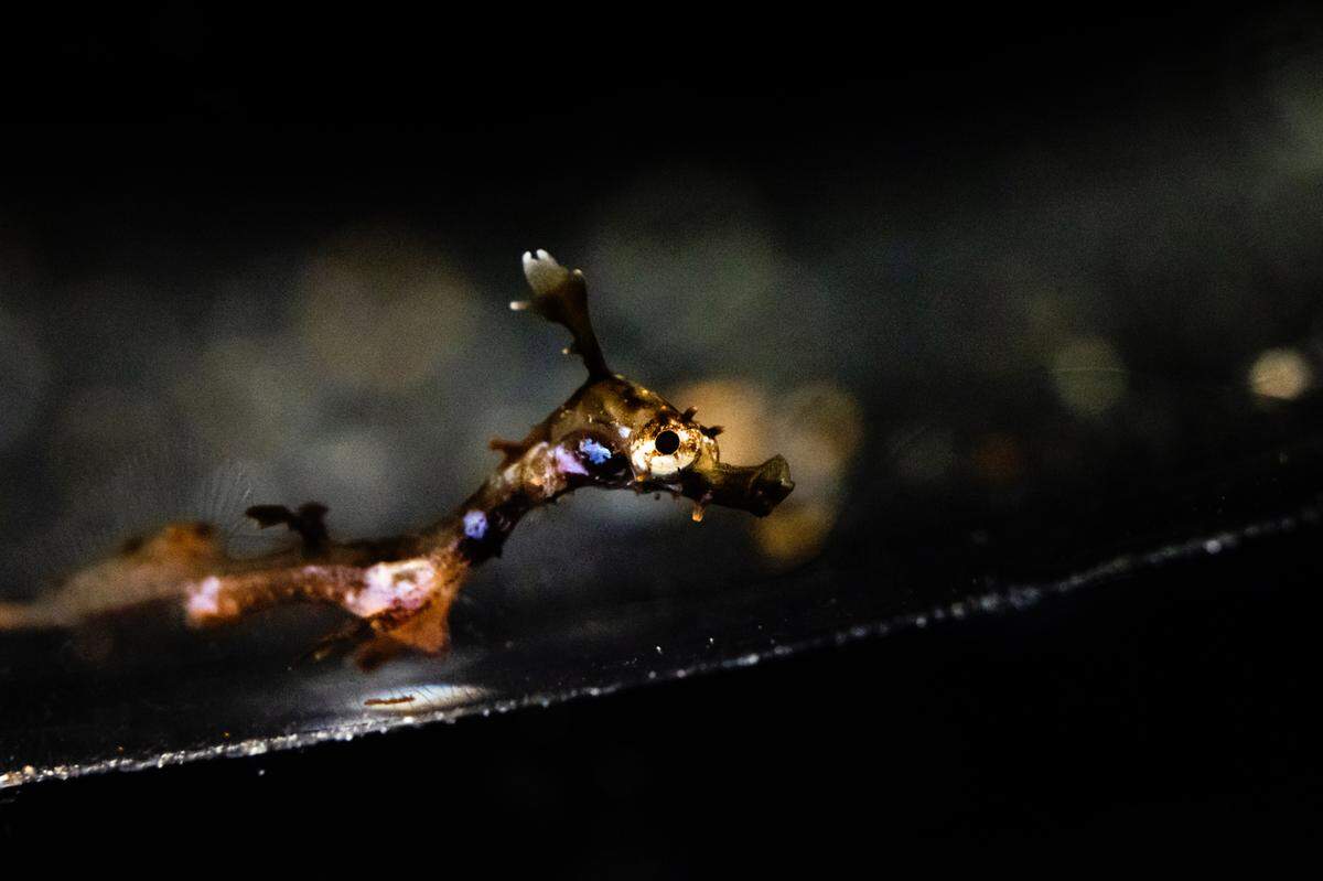 A pregnant male weedy seadragon that carried dozens of eggs and made history at a California aquarium, welcomed more than 70 newborns after there was no guarantee any would hatch.