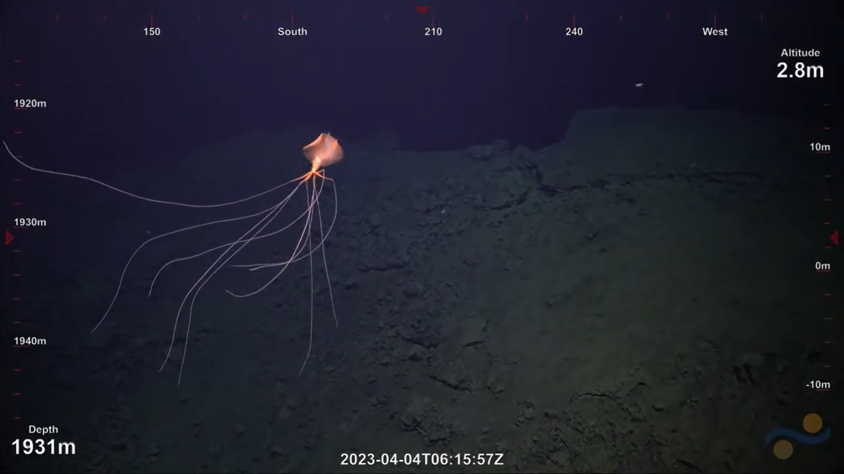 Schmidt Ocean researchers searching the Atlantic Ocean for deep-sea vents spotted a “rare” and elusive squid swimming nearby, video shows.