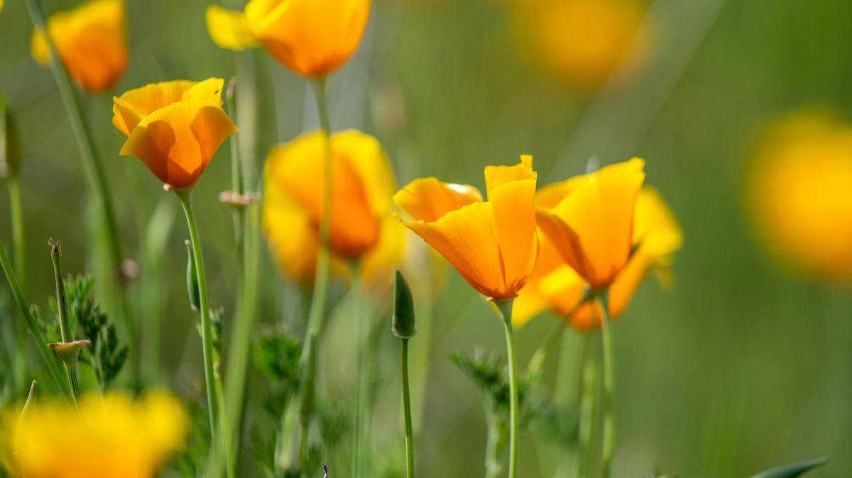California poppies will form seed pods after blooming and leaving just one unpicked flower will leave behind hundreds of poppy seeds when the pod ripens and explodes.