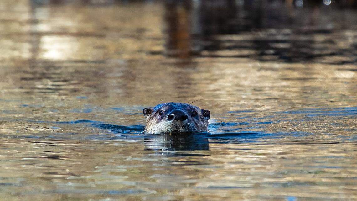 An otter attack, not involving the one pictured here, injured three women tubing on the Jefferson River, sending one to a hospital, Montana officials say.