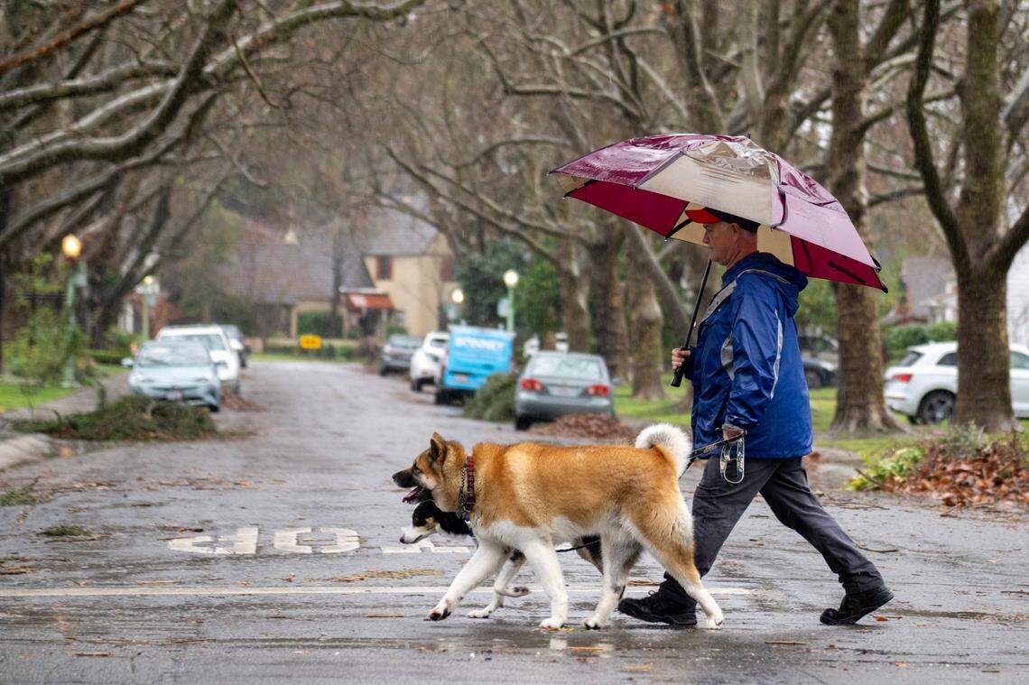 A Sacramento resident uses an umbrella to keep dry in the rain while walking their two dog in Land Park in Sacramento on Thursday.