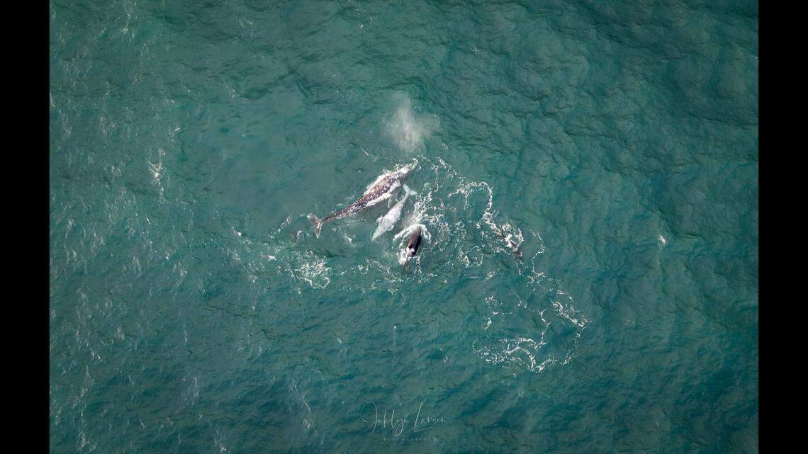 A mother gray whale continued to protect its calf after it died from an orca attack, according to an Oregon photographer.