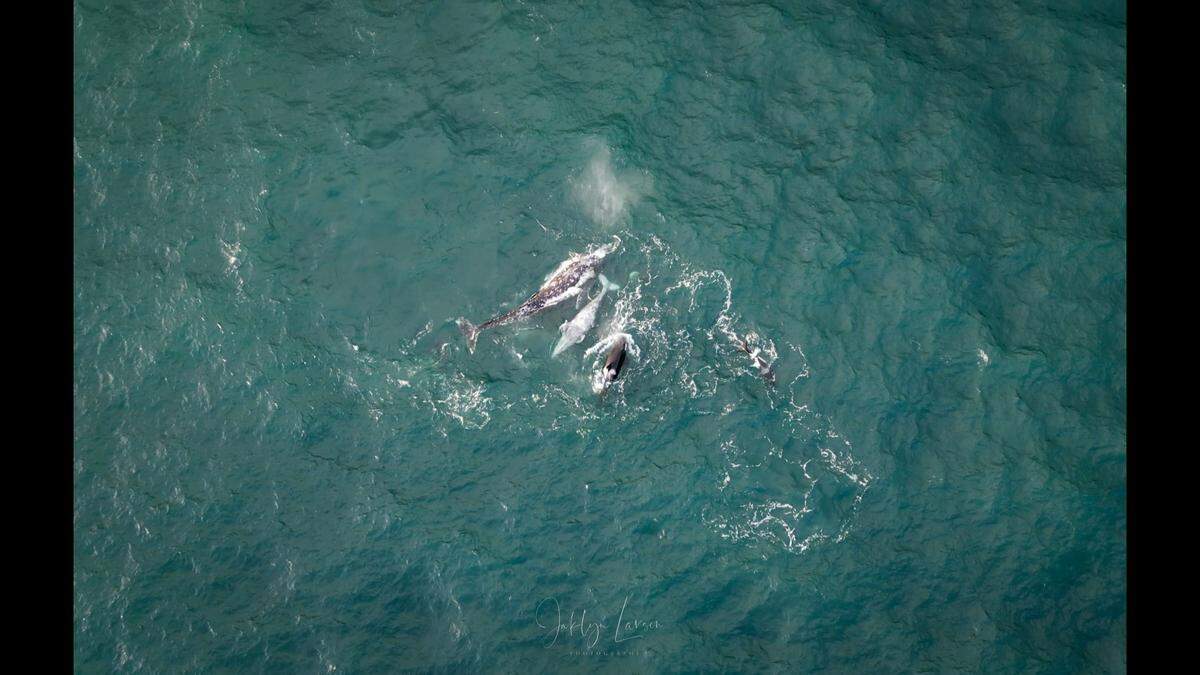 A mother gray whale continued to protect its calf after it died from an orca attack, according to an Oregon photographer.