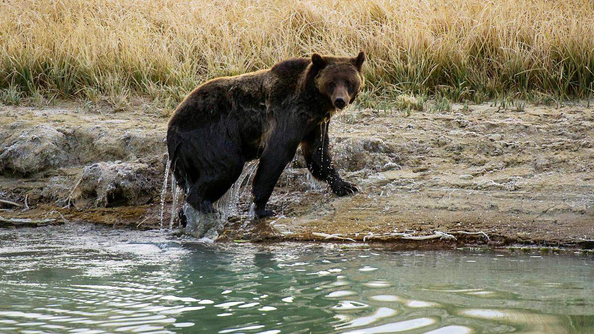 A female Grizzly bear exits Pelican Creek October 8, 2012 in the Yellowstone National Park in Wyoming. A proposal to study the possibility of re-introducing grizzlies to California will have its first hearing before the Senate Committee on Natural Resources and Water on Tuesday